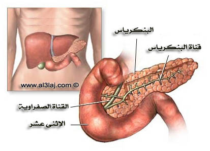 خلايا بيتا في البنكرياس هي المسئولة عن افراز الأنسولين