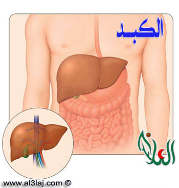 الكبد