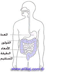 الموقع التشريحي للقولون