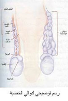 رسم توضيحي لدوالي الخصية