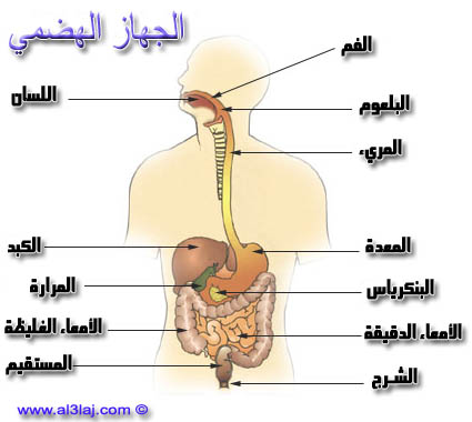 الجهاز الهضمي