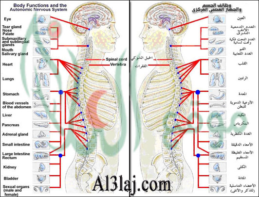 المعالجة بتقويم العمود الفقري (Chiropractic)