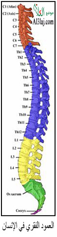 الحجامة والعمود الفقري